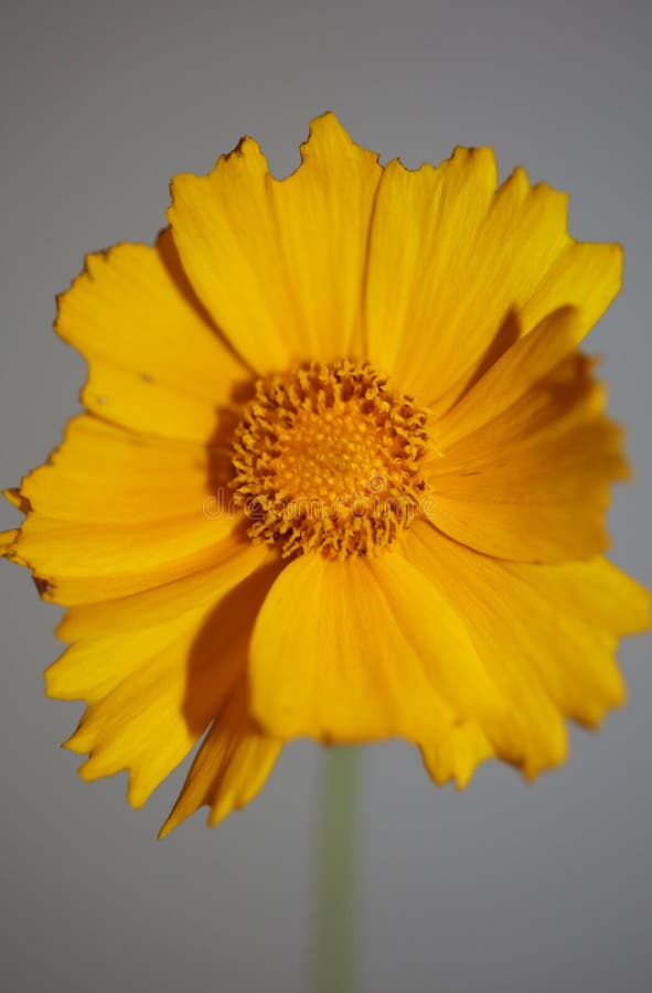 Yellow flower blossoming macro botanical background helianthus giganteus family compositae high quality big size prints