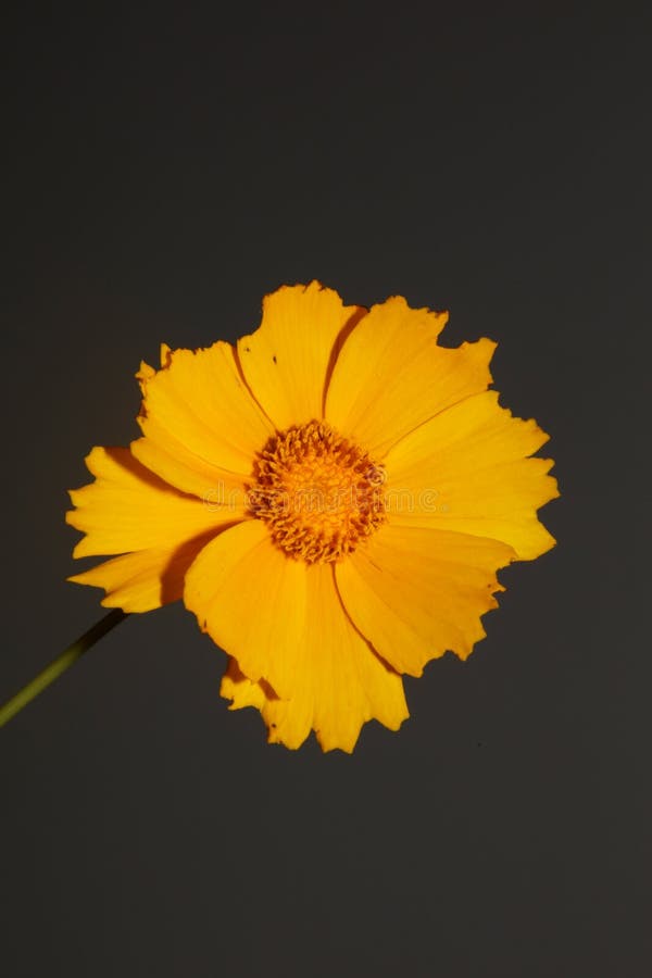 Yellow flower blossoming macro botanical background helianthus giganteus family compositae high quality big size prints