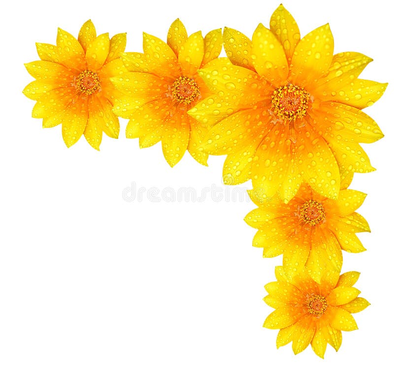 Yellow flower border