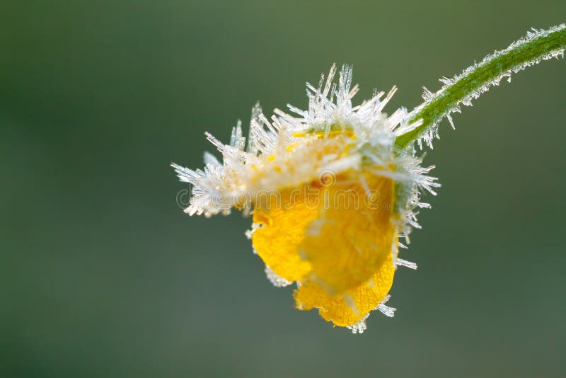 Yellow flower of a buttercup is covered with hoarfrost