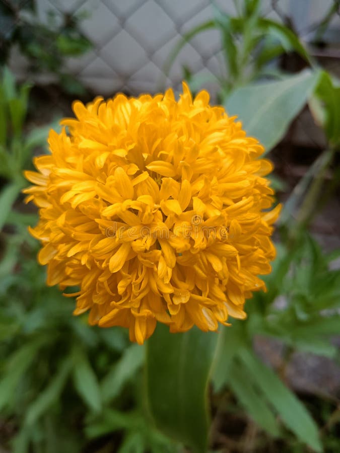 Yellow Flower Chrysanthemums or Marigold Flower on Plant Stock Photo