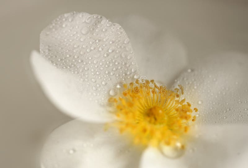 Yellow flower closeup royalty free stock photos