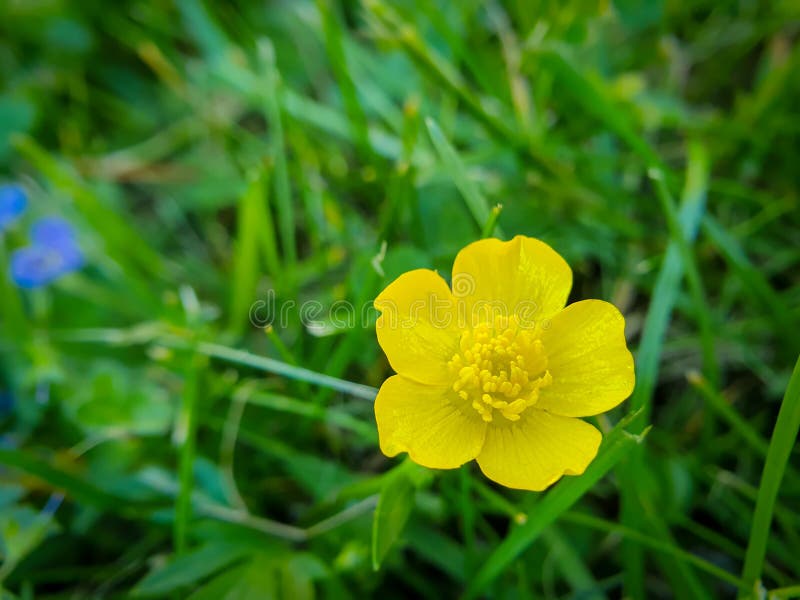 ranunculus yellow buttercup ranunculus yellow buttercup