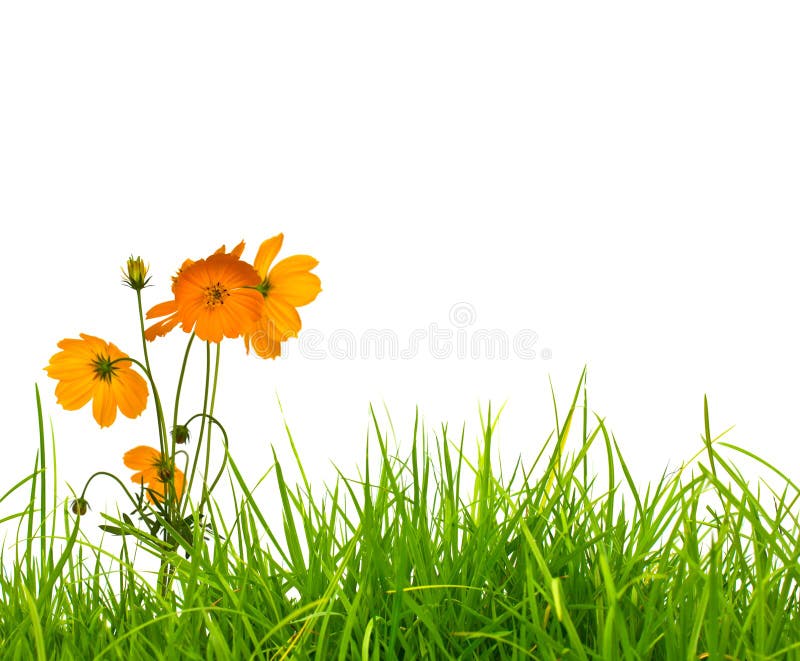 Yellow flower(Cosmos) and fresh spring green grass