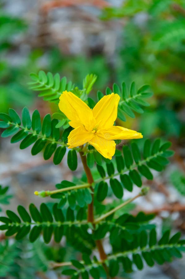 The Yellow Flower of Devil S Thorn Plant (Tribulus Terrestris Stock