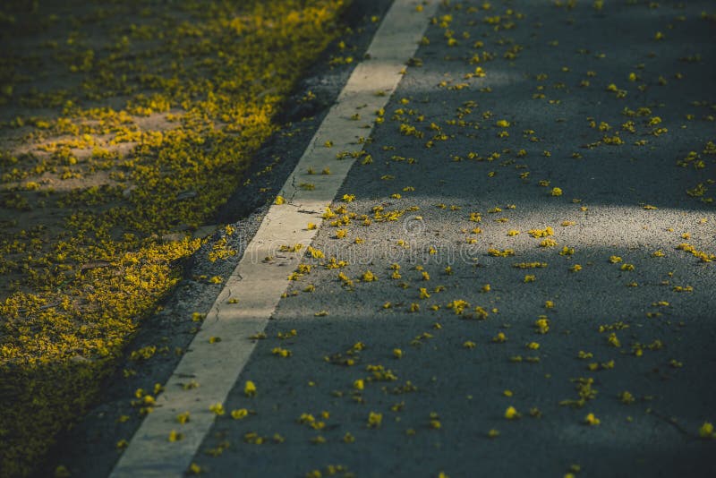 Yellow flower drop stock photo. Image of yellow, park 115627962