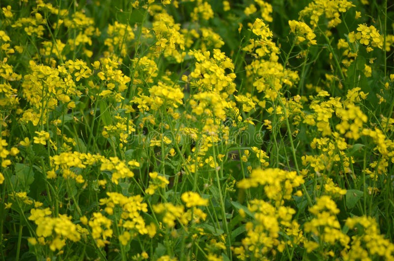 Yellow flower in field stock image. Image of flower, meadow 44192937
