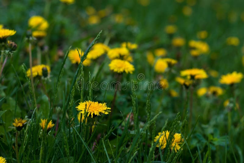 Yellow flower field of dandelions. Spring nature scene. Spring floral background. Green grass field. Flower background. Colorful y royalty free stock images Yellow flower field of dandelions. Spring nature scene. Spring floral background. Green grass field. Flower background. Colorful y royalty free stock images