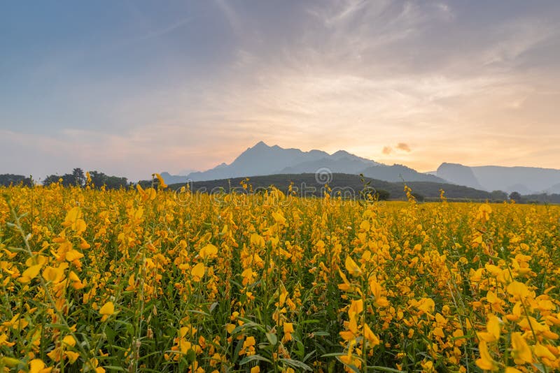 Yellow flower field with sunset behind the mountain.Crotalaria juncea flower plantation.Sceniery view of sunset with flower field