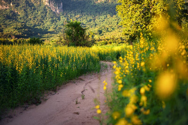 The yellow flower fields