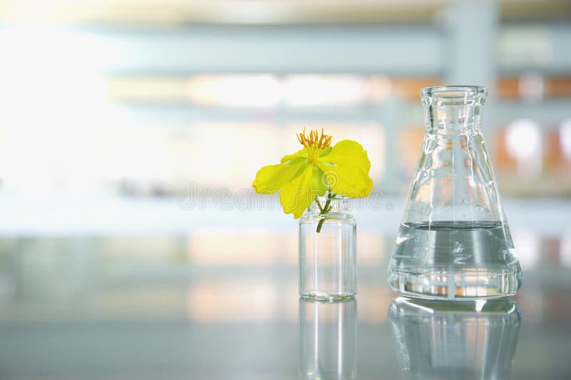 Yellow flower with glass vial and science flask in laboratory royalty free stock image
