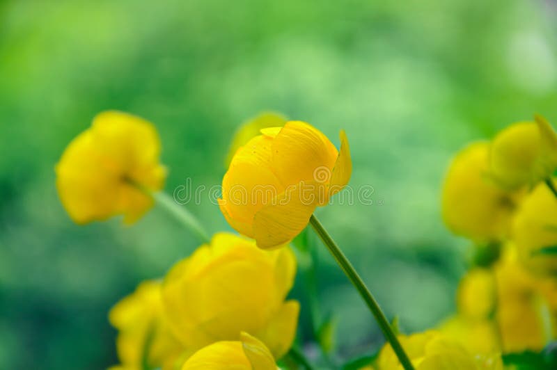 Yellow Flower Globeflower. Stock Photo Image of blossom, yellow