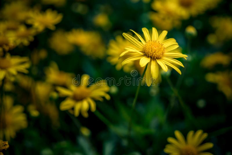 Yellow Flower on Green Background Stock Photo Image of closeup, gift