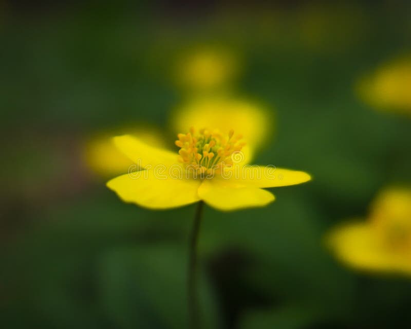 Yellow Flower On Green Background. Stock Image Image of flower, green