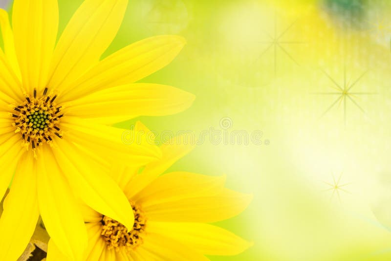 Yellow Flower on Green Background Stock Photo Image of romantic