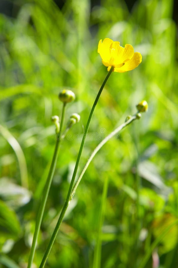 Yellow flower and green grass