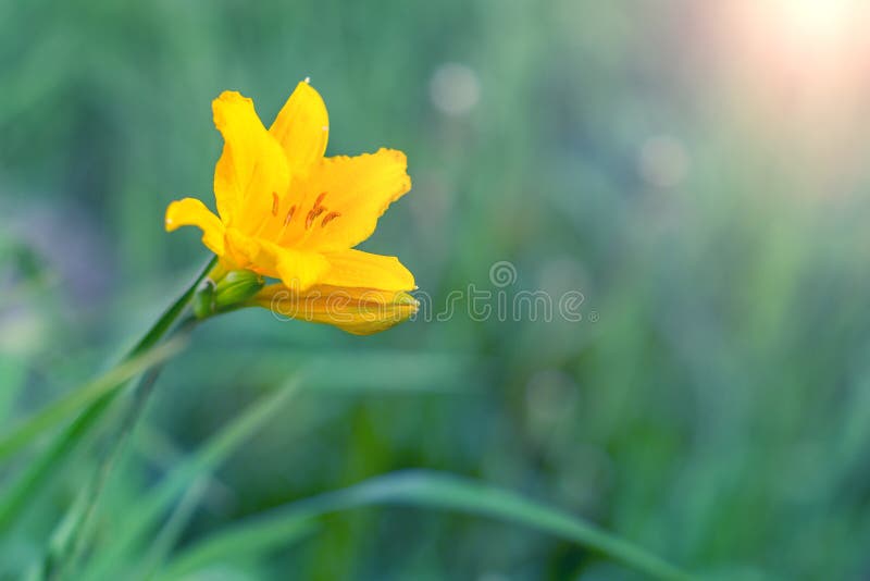 Yellow Flower in the Green Grass. Stock Photo Image of bloom, flora