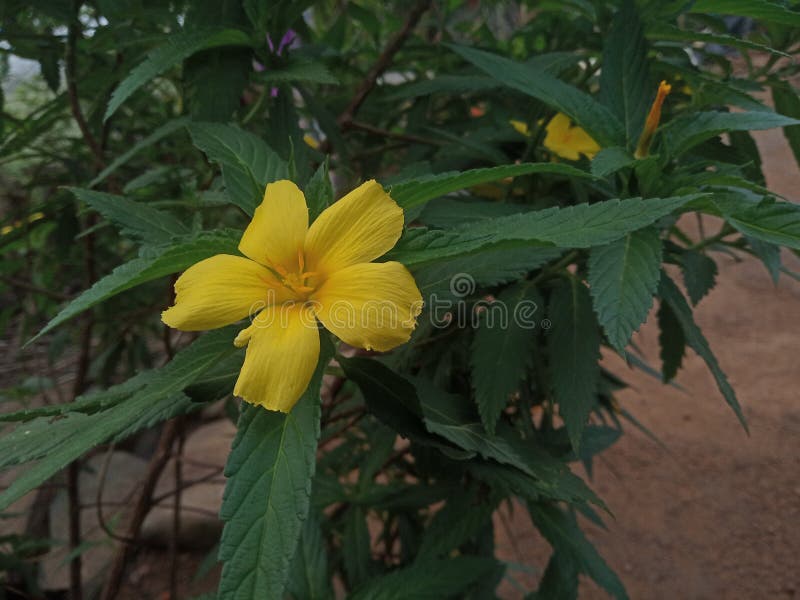 Yellow Flower with Green Leaf Stock Photo Image of blossom, plant