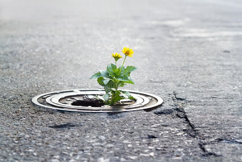 Yellow flower growing in broken metal pipe on street royalty free stock images