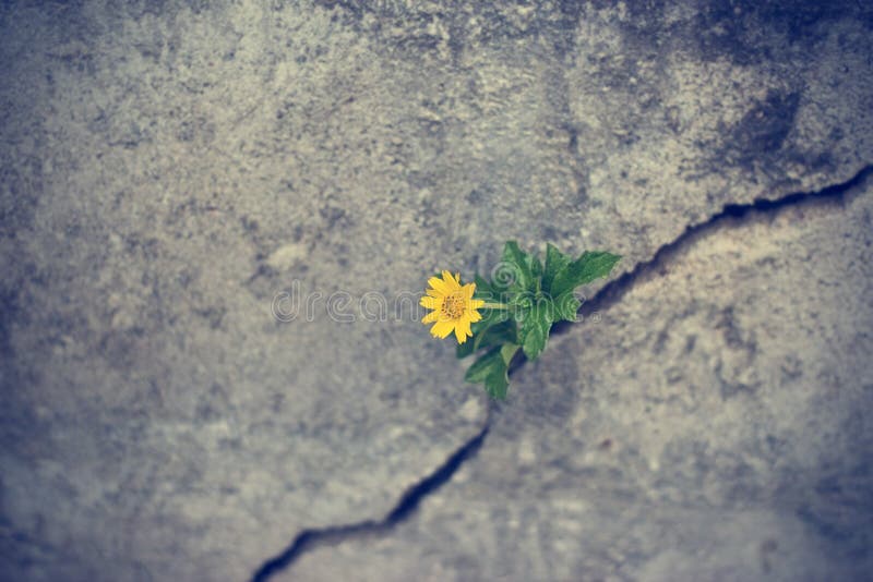Yellow Flower Growing Crack Grunge Wall Stock Photos Free & Royalty