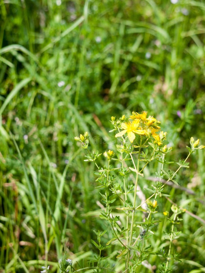 Yellow Flower Growing in Grass Outside Stock Photo Image of beams