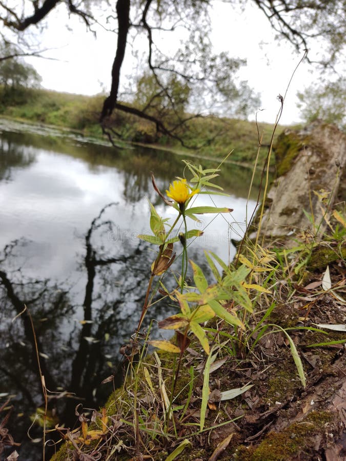 Yellow Flower Grows by the Water Stock Photo Image of yellow, flower