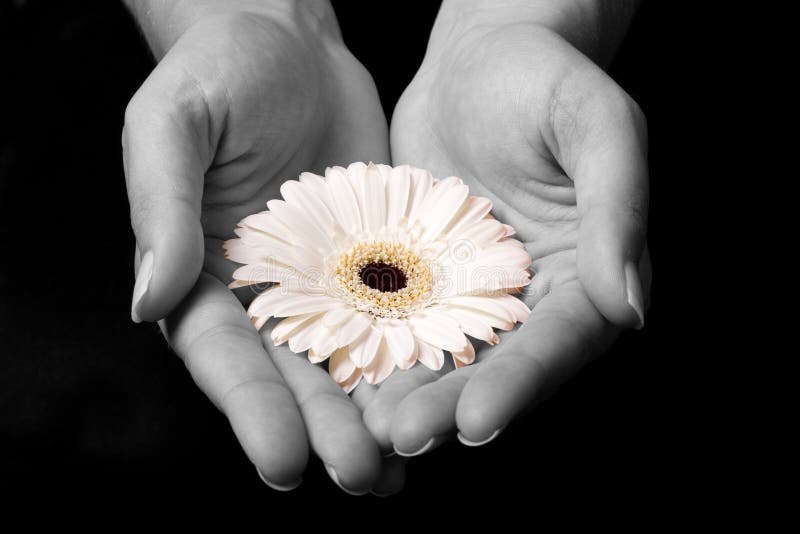 Yellow flower in hands stock image. Image of hands, fingers 5754599