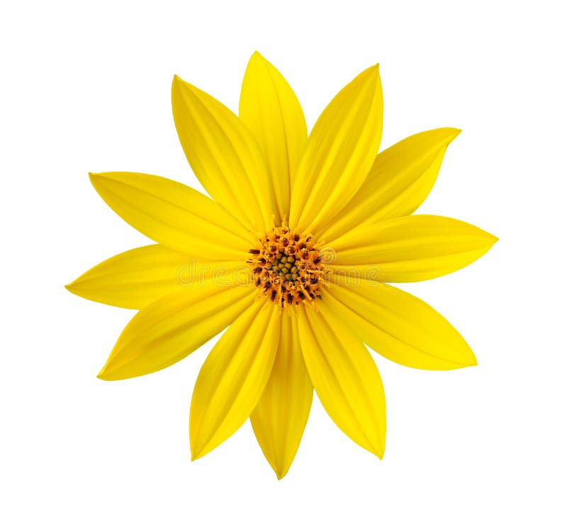 Yellow flower isolated stock photos