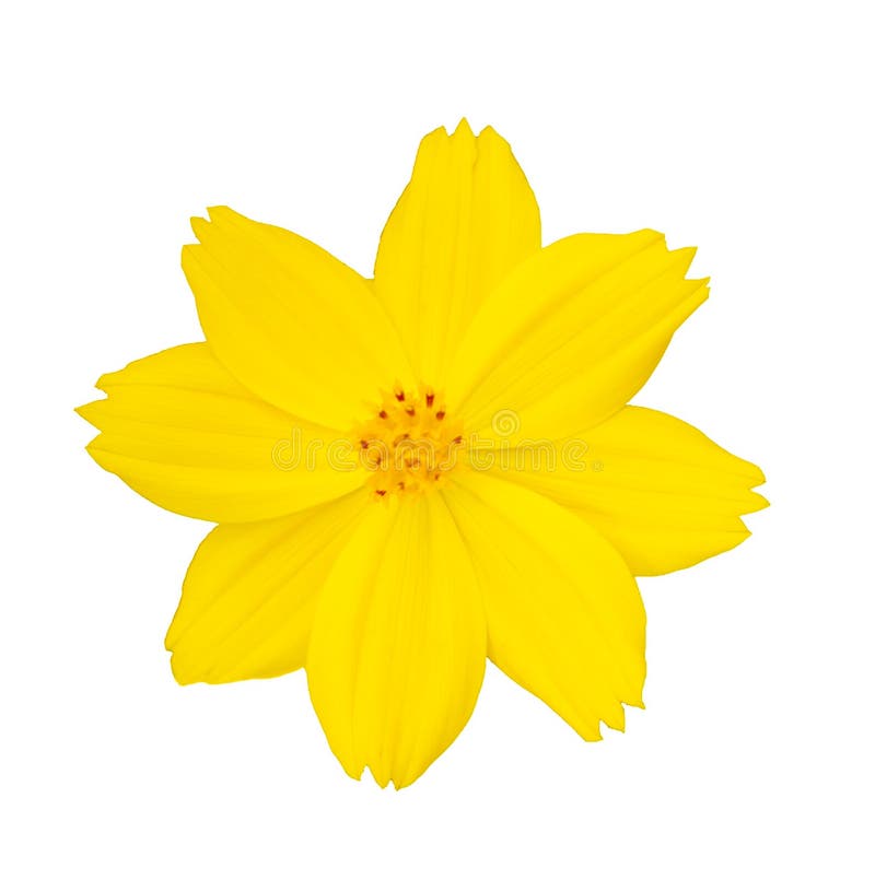 339,164 Yellow Flower Isolated Stock Photos Free & RoyaltyFree Stock