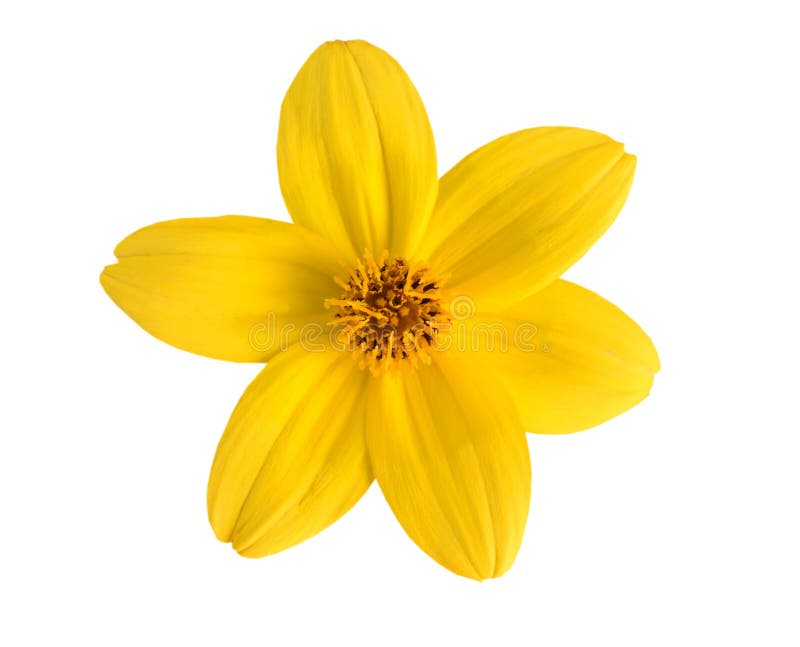 Yellow flower stock image. Image of nature, design, nice 42793961