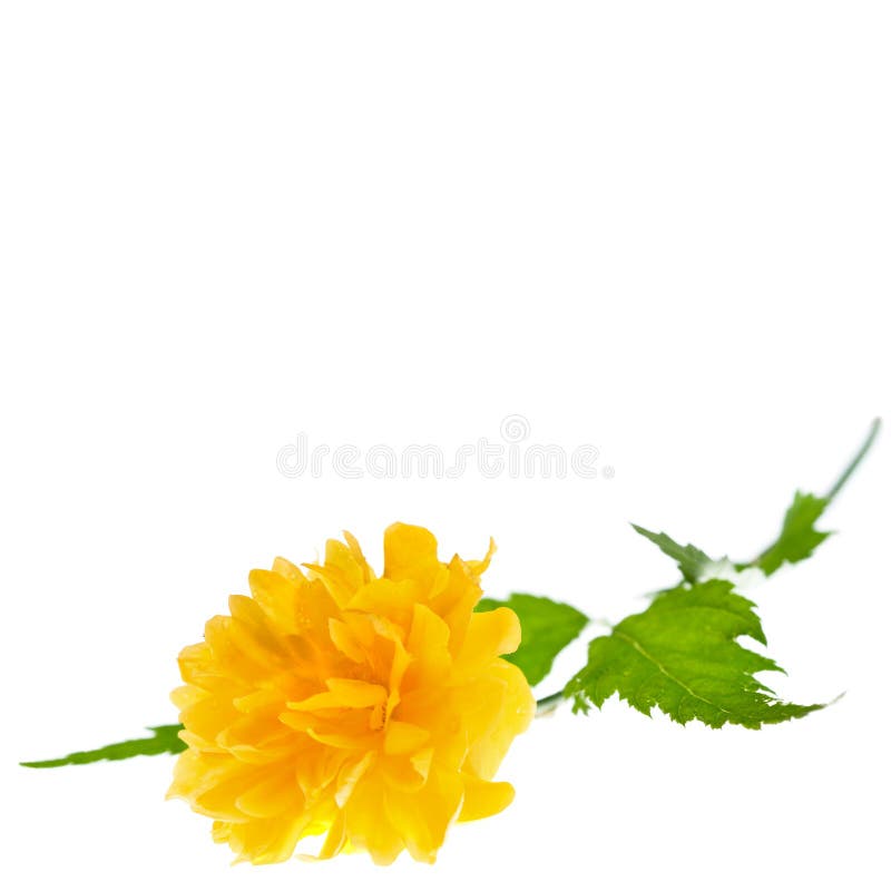 Yellow Flower of Japanese Kerria Stock Photo Image of copy, japanese