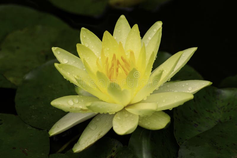 Yellow flower stock photo. Image of pond, blue, yellow 94774962