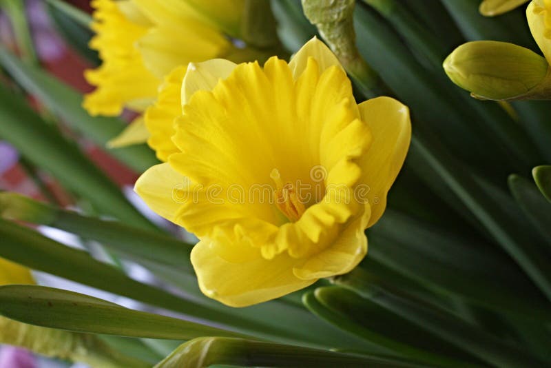 Yellow flower narcissus stock image. Image of narcissusnon 49559819