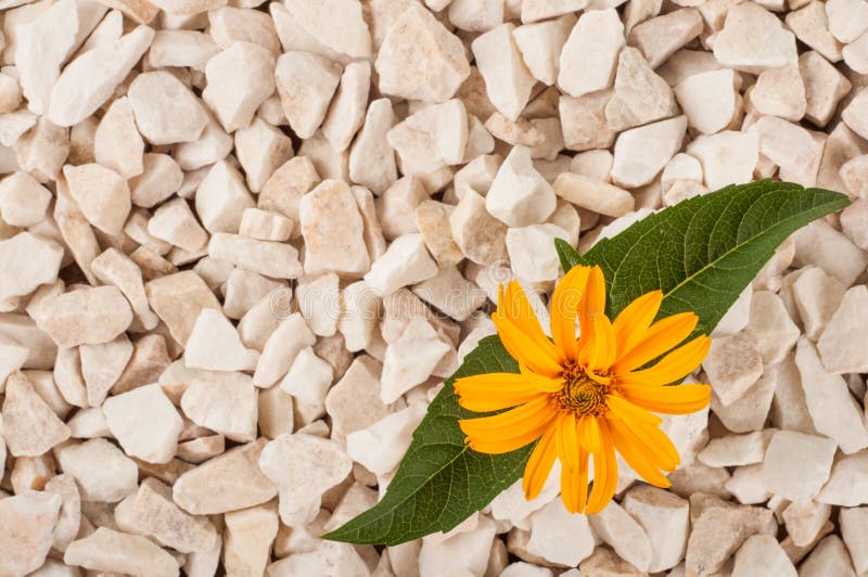 Yellow Flower in Nature. it Grows on Rocks in the Rock Stock Image