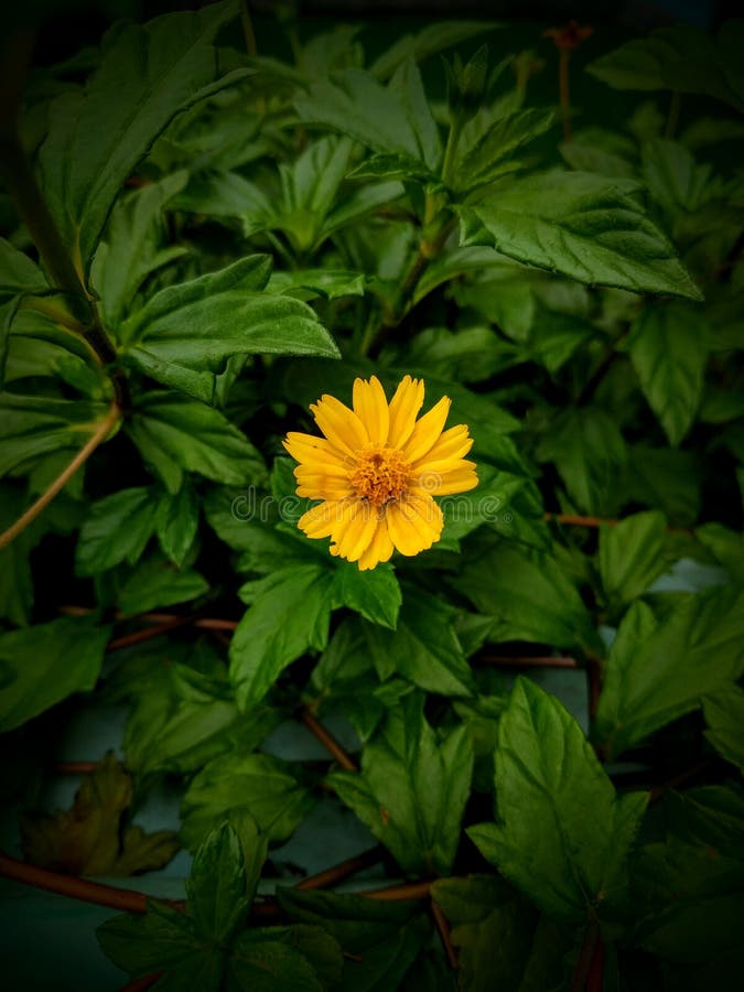 Yellow flower stock image. Image of street, yellow, flower 76895903