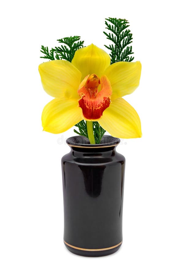 Yellow flower (orchid) in vase