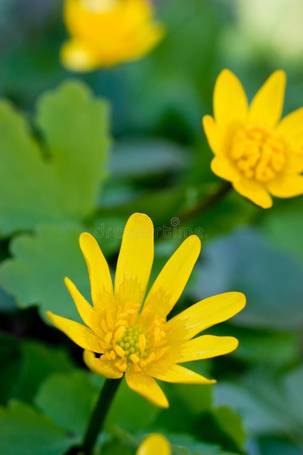 Yellow flower over green grass royalty free stock photos