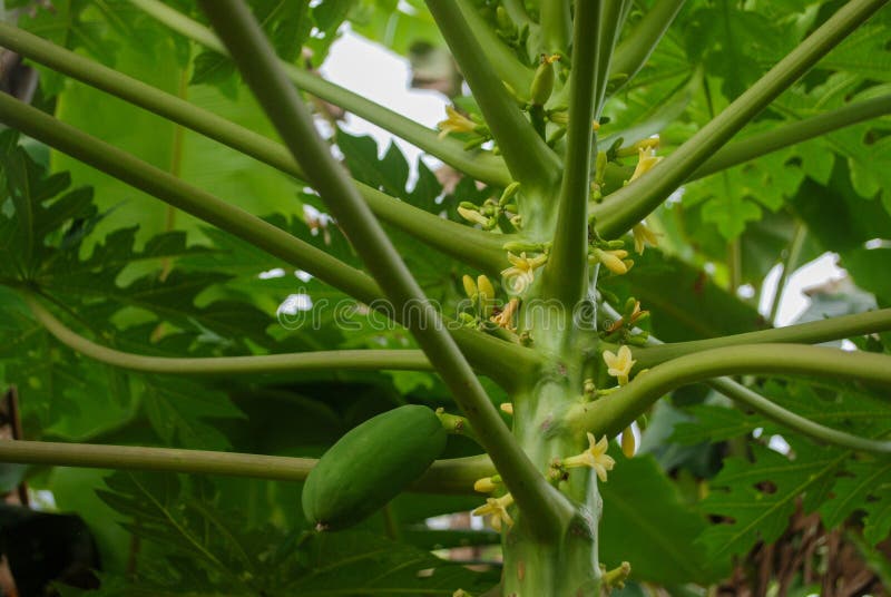 3,632 Papaya Tree Flower Stock Photos Free & RoyaltyFree Stock