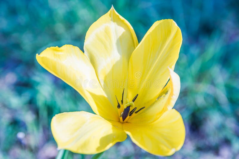 Yellow flower petals stock photo. Image of nature, background 71536628