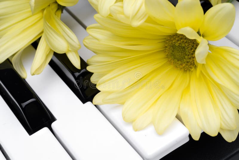 Yellow flower on a piano stock image. Image of green, instrument 5176529
