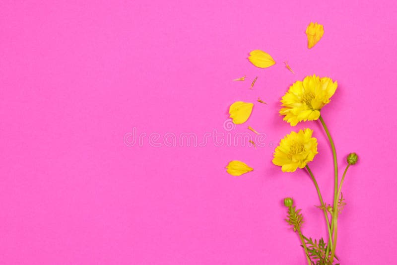 Yellow Flower on Pink Background Stock Image Image of color, colorful