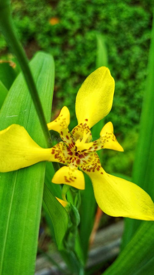 Yellow flower plants, suitable for banners and backgrounds