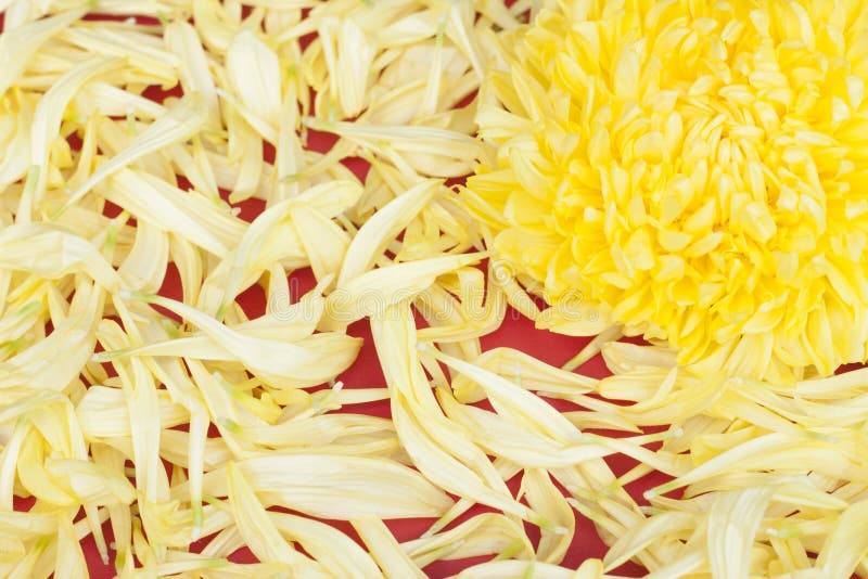 Yellow Flower on Red Background Stock Photo Image of flora, herb