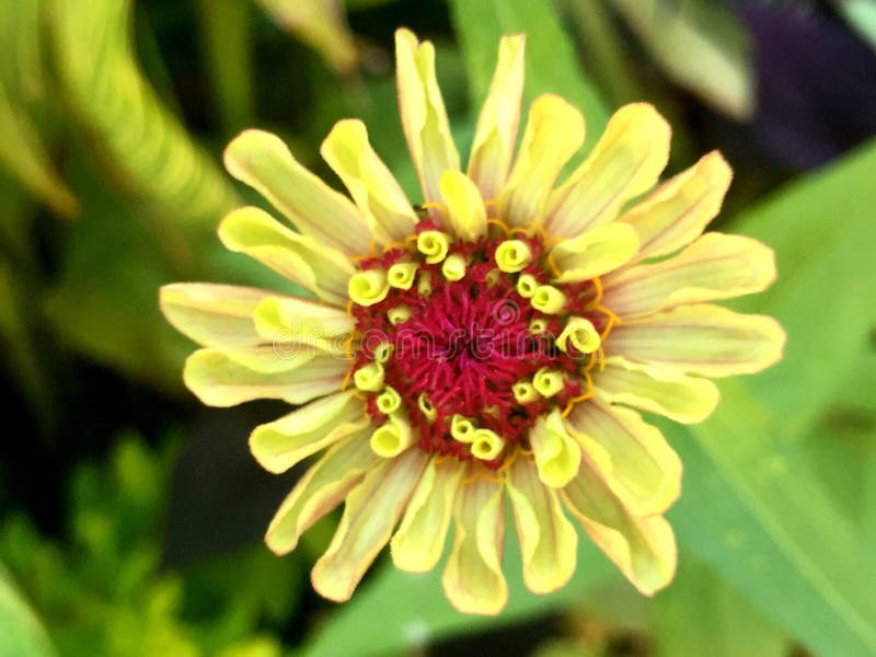 Yellow Flower with Red Center Stock Image Image of green, blossom