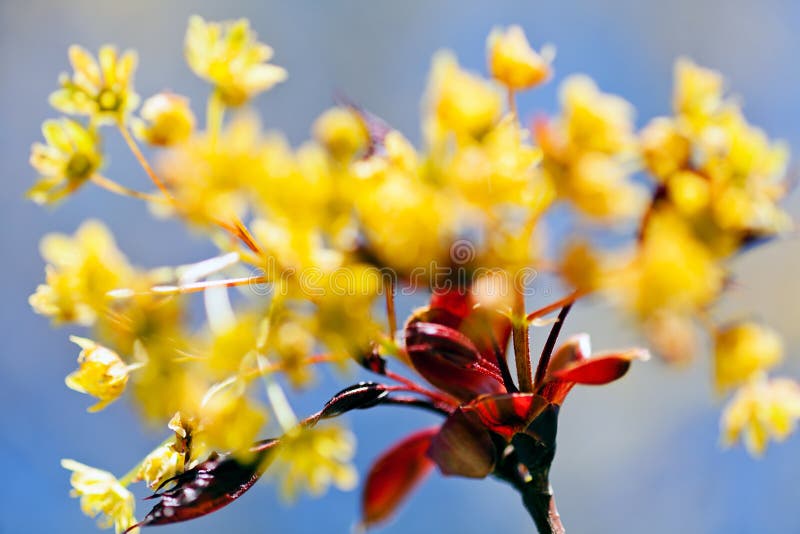 Yellow Flower with Red Leaves Stock Image Image of nature, yellow
