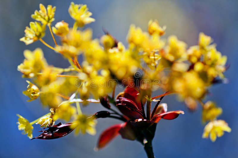 Yellow Flower with Red Leaves Stock Photo Image of green, petal 75952496