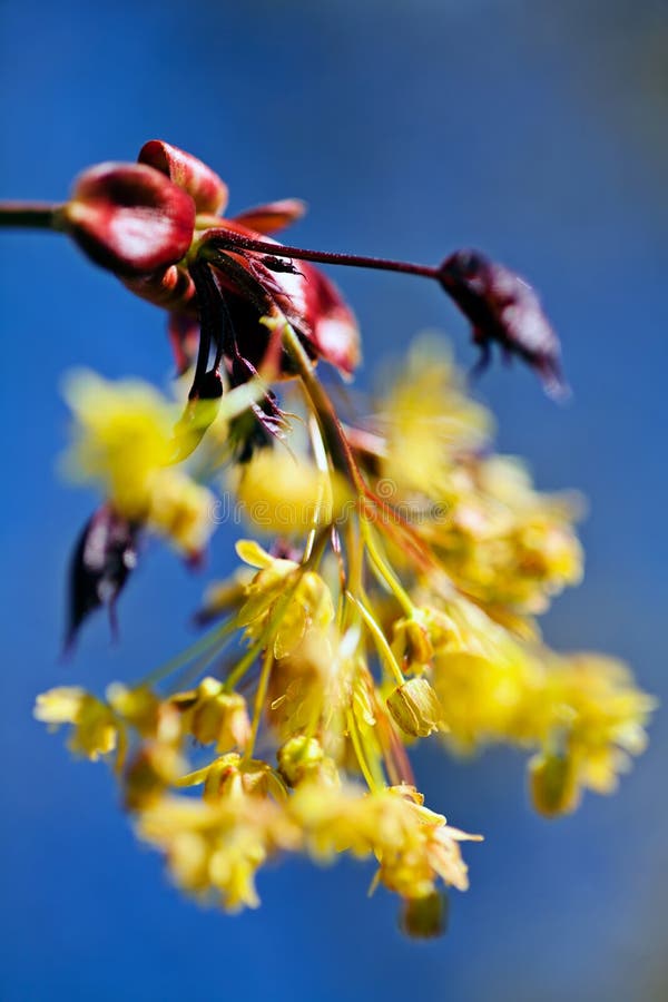 Yellow Flower with Red Leaves Stock Image Image of unusual, nature