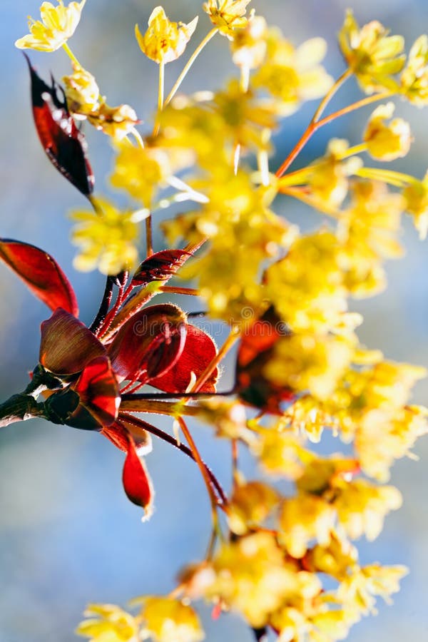 Yellow Flower with Red Leaves Stock Image Image of floral, closeup