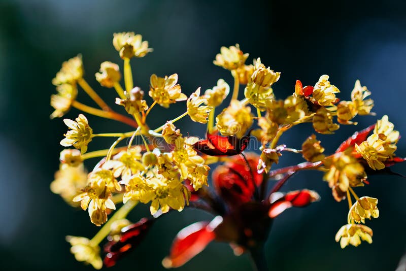 Yellow Flower with Red Leaves Stock Image Image of isolated