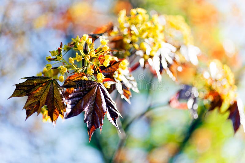 Yellow Flower with Red Leaves Stock Image Image of beautiful, petal